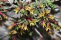 Thymelaea dioica